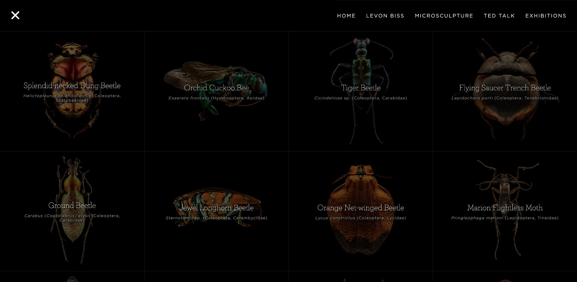 Microsculpture：纳米级昆虫结构摄影工程